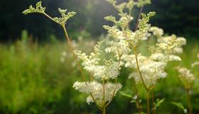 Olmaria, dove si trova e come coltivarla