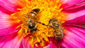 Api: 10 incredibili curiosità sul loro mondo