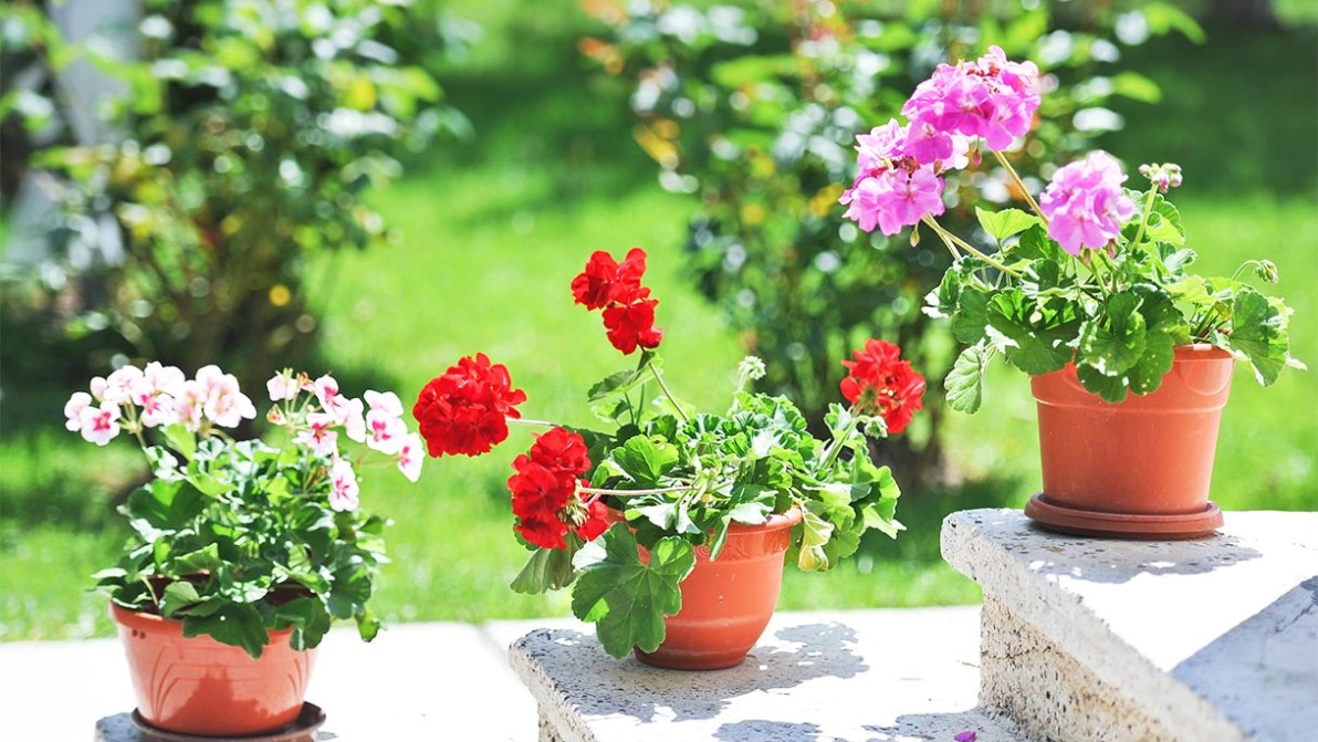 Balconi e giardini fioriti