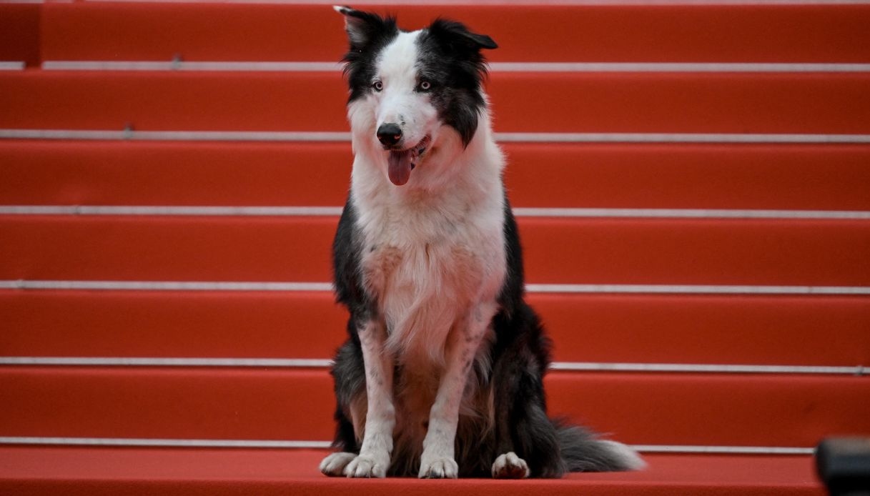 Il cane Messi sul red carpet di Cannes 2024