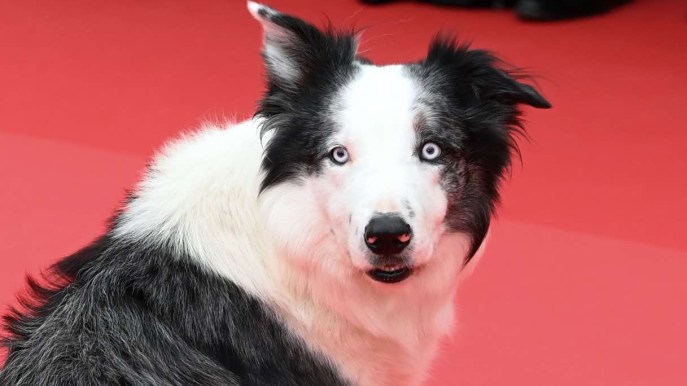 Chi è Messi, il cane attore a Cannes 2024 per Anatomia di una caduta
