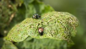 Popillia Japonica, quali danni provoca e come fare la disinfestazione