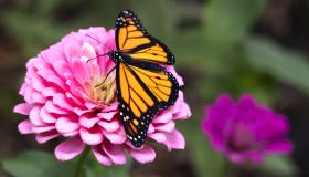 Zinnie, quando si piantano e come coltivarle in vaso