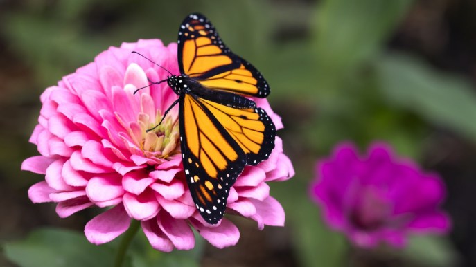 Zinnie, quando si piantano e come coltivarle in vaso