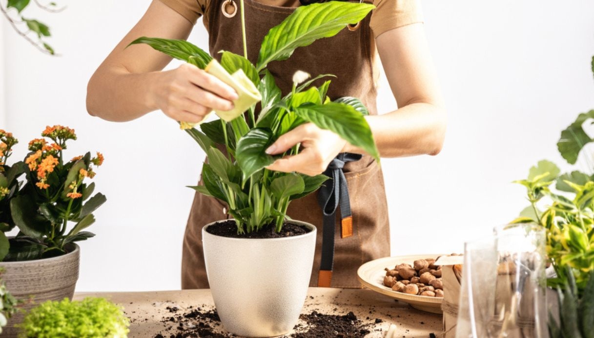 Culla di Mosè, dove posizionarla in casa e come curarla