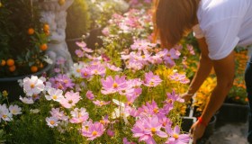 Cosmos, dove e quando piantarlo