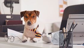 Portare il cane in ufficio: si può fare in Italia? I numeri del fenomeno
