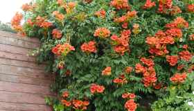 Bignonia, quando fiorisce e cosa fare se non lo fa