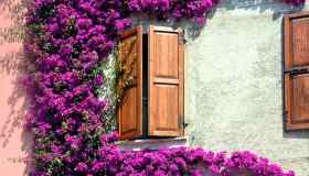 Bougainvillea, dove posizionarla, quanto innaffiarla e come curarla in vaso