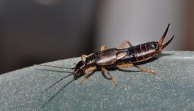 Insetto forbice, perché si trova in casa e come eliminarlo
