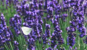 Lavanda, dove posizionare la pianta e quanto va annaffiata