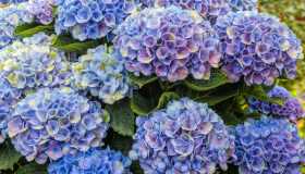 Ortensie, come evitare che si secchino le punte delle foglie e perché accade