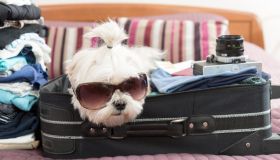 Cani in hotel: le regole e gli alberghi pet-friendly in Italia