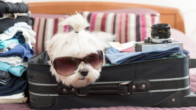 Cani in hotel: le regole e gli alberghi pet-friendly in Italia