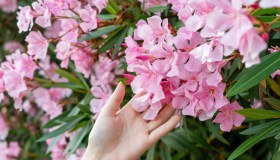 Talee di oleandro, come e quando si fanno