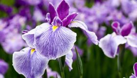 Dagli iris ai gigli, i fiori da piantare in giardino in agosto