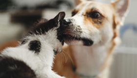 Adottare un cane o un gatto abbandonato: come aiutarlo a superare il trauma