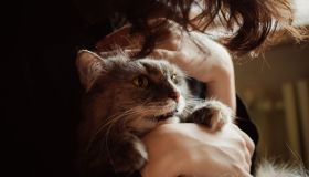 11 falsi miti sui gatti da sfatare, le fake news più diffuse