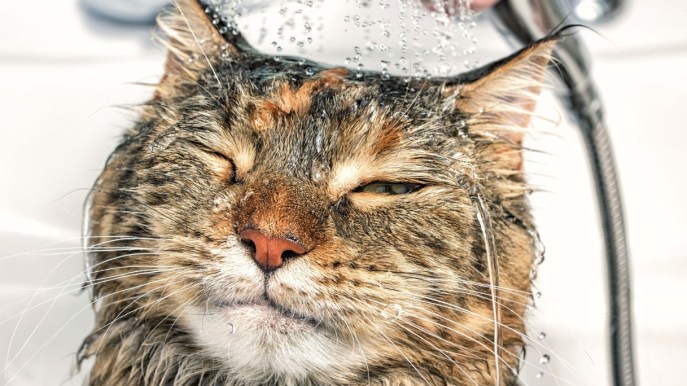 È vero che il gatto odia l’acqua?