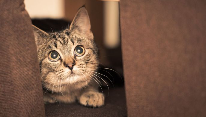 gatto davanti alla finestra