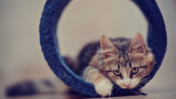 Quanto tempo può stare da solo un gatto in casa?