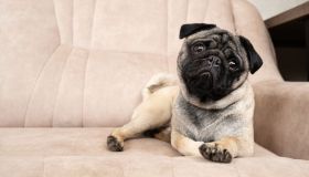 Cane non abbaia: le cause, quando preoccuparsi e come rimediare