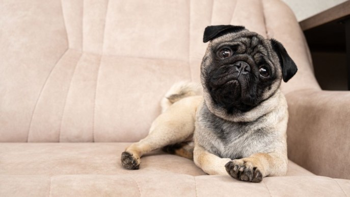 Cane non abbaia: le cause, quando preoccuparsi e come rimediare