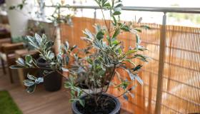 Come proteggere le piante dal vento e non far cadere i vasi