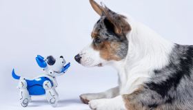 Hai un amico a quattro zampe? Non puoi perderti questi gadget smart per animali