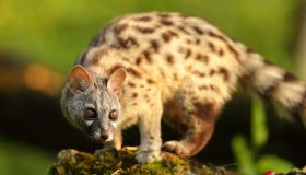 Alla scoperta della genetta, sembra un gatto ma non lo è