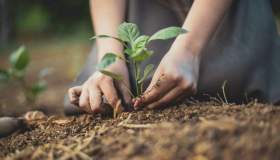 Equiseto, come eliminarlo dal giardino
