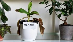 Piante sofferenti dopo l’estate, come curarle e recuperarle