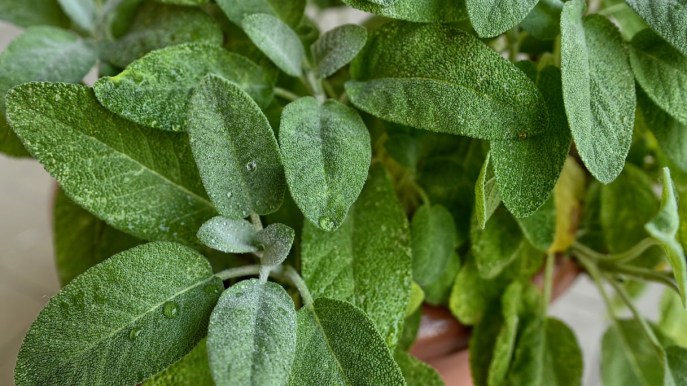 Salvia, come coltivarla in vaso e dove posizionarla