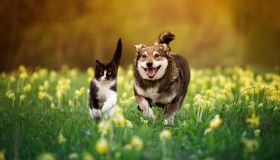 Chi è più veloce fra il cane e il gatto: il confronto