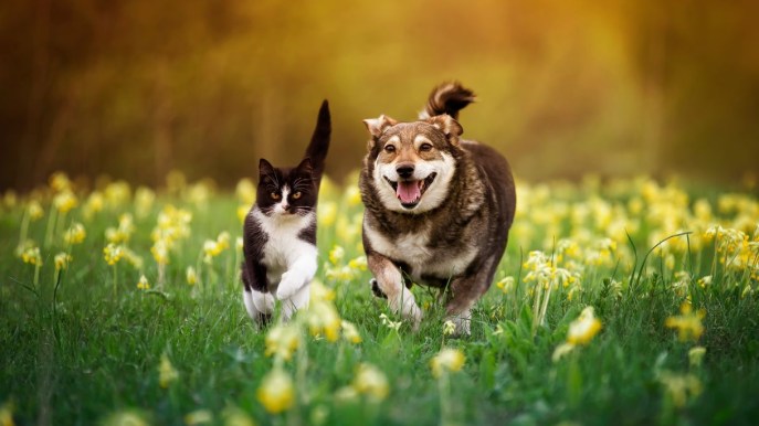 Chi è più veloce fra il cane e il gatto: il confronto