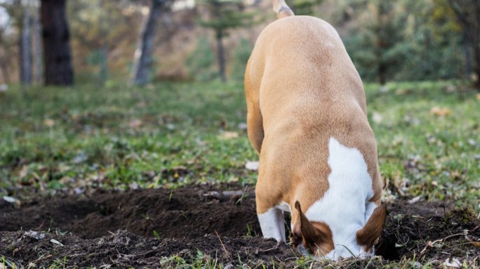 Perché il cane nasconde o sotterra cibo e oggetti?
