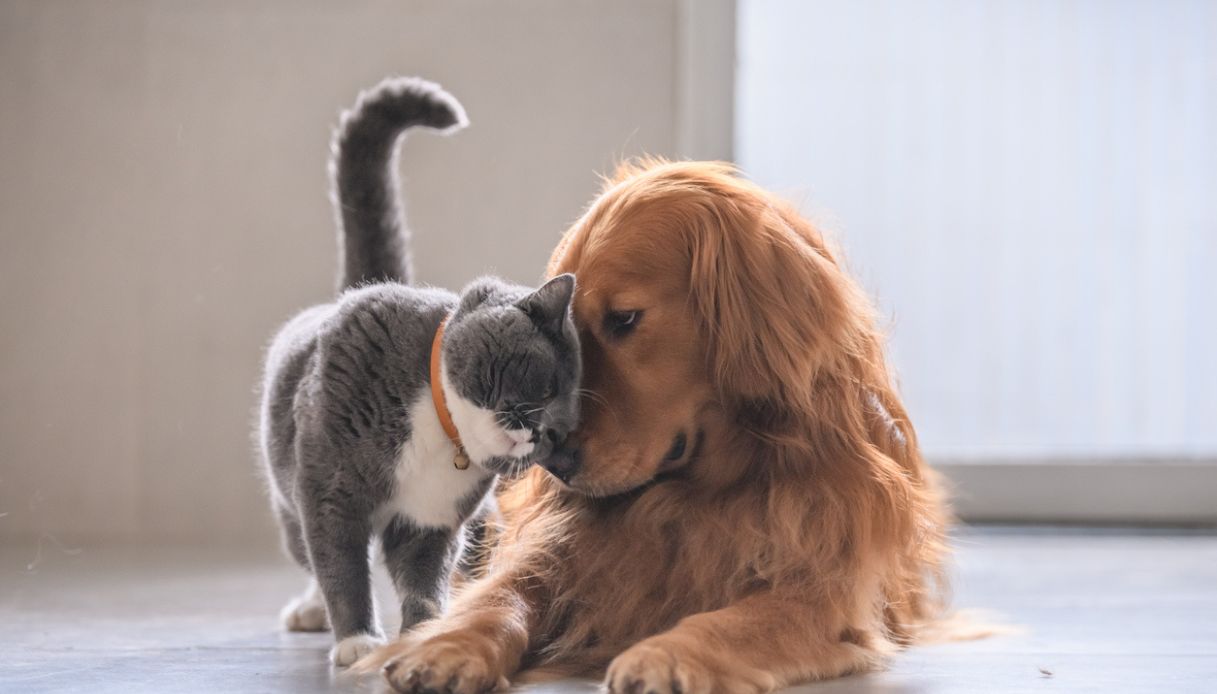 Animali domestici e bambini