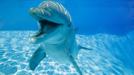 I delfini “si sorridono tra loro” e sono bellissimi. Lo conferma la scienza