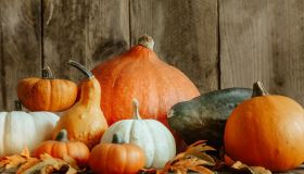 Delica, butternut e le altre varietà di zucca che ci fanno bene