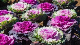 Cavoli ornamentali, quanto durano, quando si piantano e come curarli