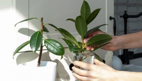 Ficus, dove metterlo in casa e come fare le talee