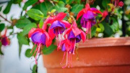 La fucsia, come coltivarla, dove posizionarla e quanto dura