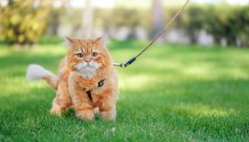 Si può portare a passeggio il gatto? Come abituarlo al guinzaglio