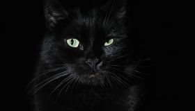 Il gatto nero porta fortuna o no? Le curiosità e i poteri di un vero talismano