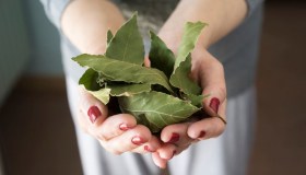Alloro, bruciare le foglie contro muffa e umidità in casa