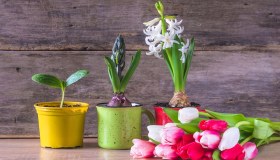 Bulbi e fiori da piantare a novembre