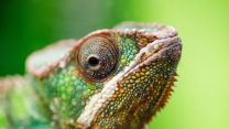 Alla scoperta del camaleonte, è un animale domestico o selvatico?