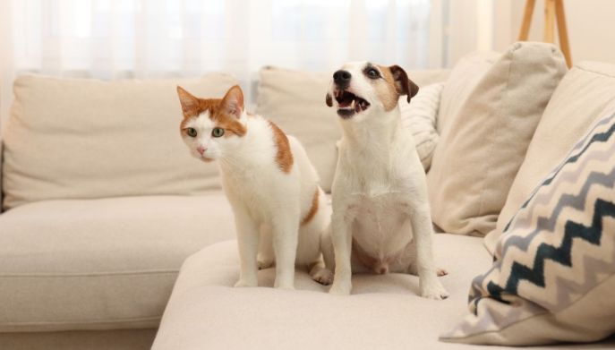 Cane e gatto sul divano