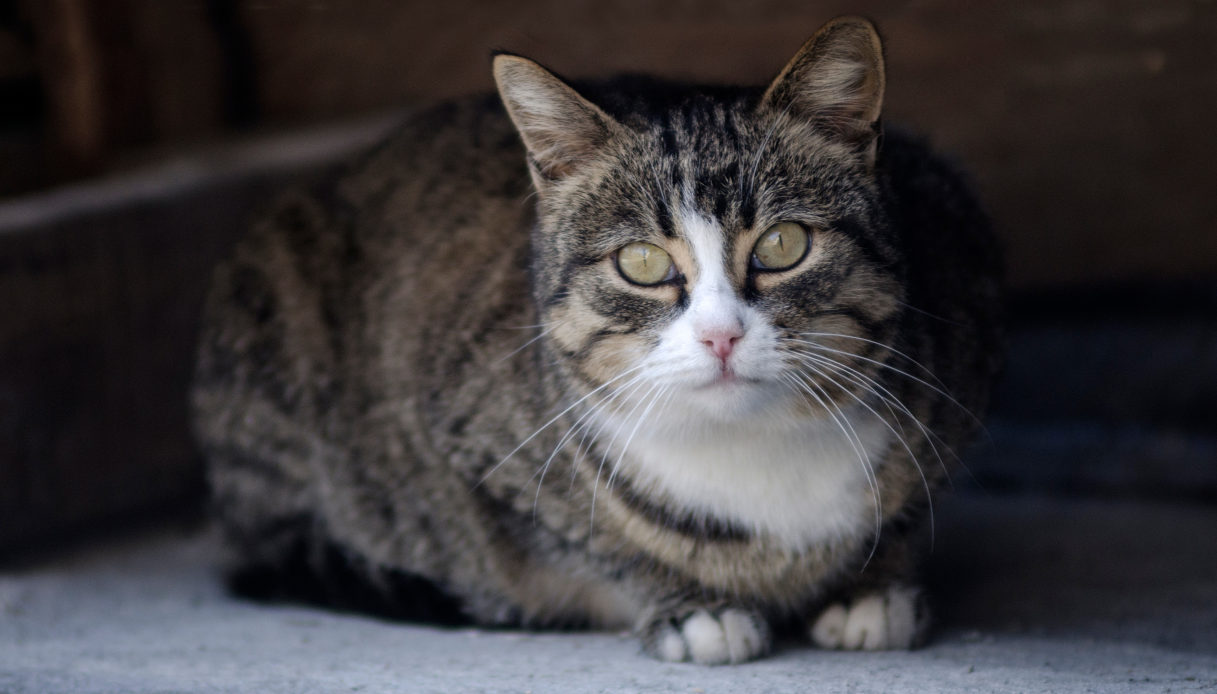 Diabete nei gatti: come prevenirlo, riconoscerlo e affrontarlo