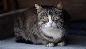 Diabete nei gatti: come prevenirlo, riconoscerlo e affrontarlo